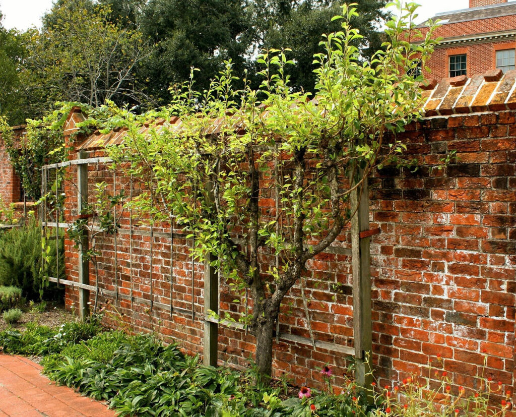 welke boom in de tuin? De leiboom