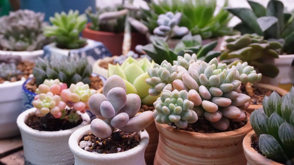 een andere benaming is voor het plantje vetkruid