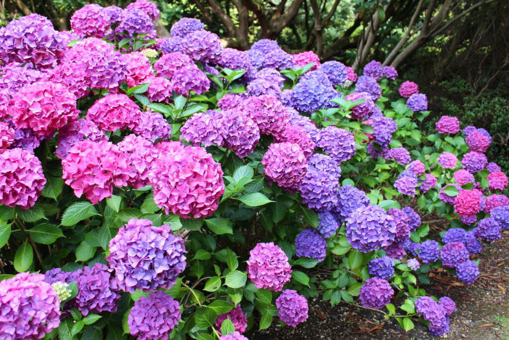 Rijk bloeiende hortensia’s in roze en paarse tinten, die een weelderige en kleurrijke uitstraling aan de tuin geven.