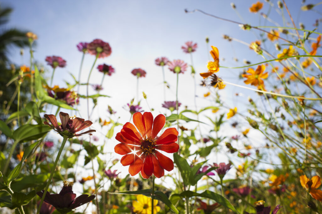 Kleurrijke bloemen in een zonnige tuin, met rode, paarse en oranje bloemen tegen een blauwe lucht.