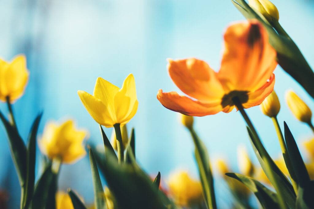 Gele en oranje tulpen in volle bloei, een kleurrijke lentebloem die uit bloembollen groeit en elke tuin opfleurt