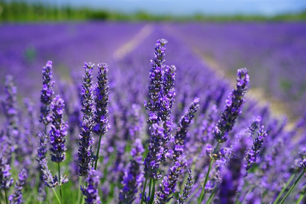 Uitgestrekte lavendelvelden met paarse bloemen onder een heldere blauwe hemel, symbool voor de kalmerende en trendy lavendelkleur in het interieur van 2025.