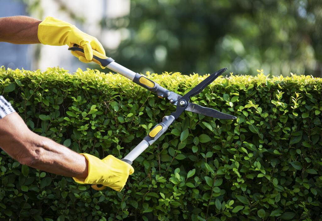 Man snoeit een strak groene haag met een heggenschaar in de tuin