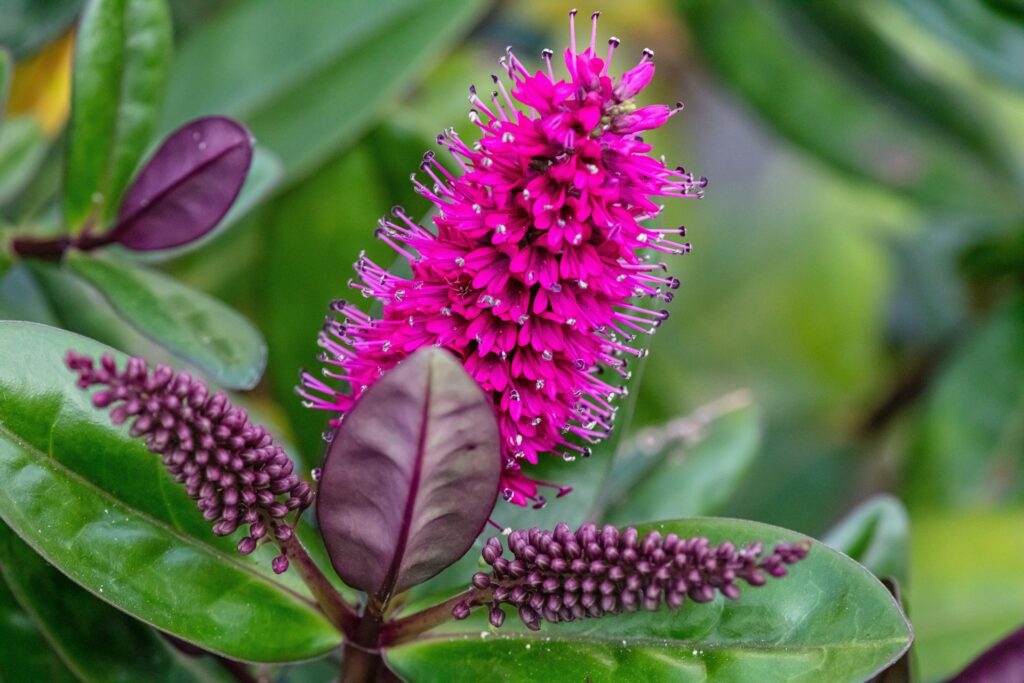 Bloeiende paarse hebe met glanzend groen blad in close-up